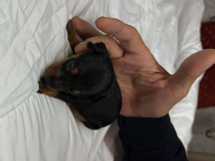 Chiots Pinscher Nain à vendre