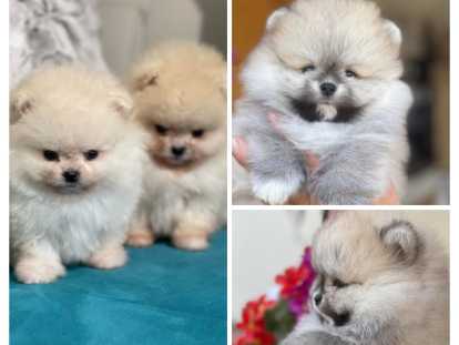 Chiots Loulou de Poméranie à vendre