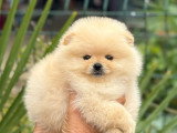 Chiots Loulou de Poméranie à vendre