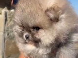Chiots Loulou de Poméranie à vendre