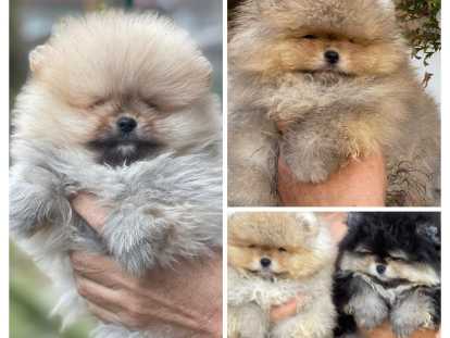 Chiots Loulou de Poméranie à vendre