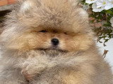 Chiots Loulou de Poméranie à vendre