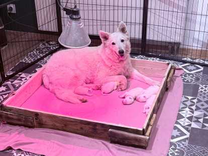 Chiot Berger Blanc Suisse LOF à vendre