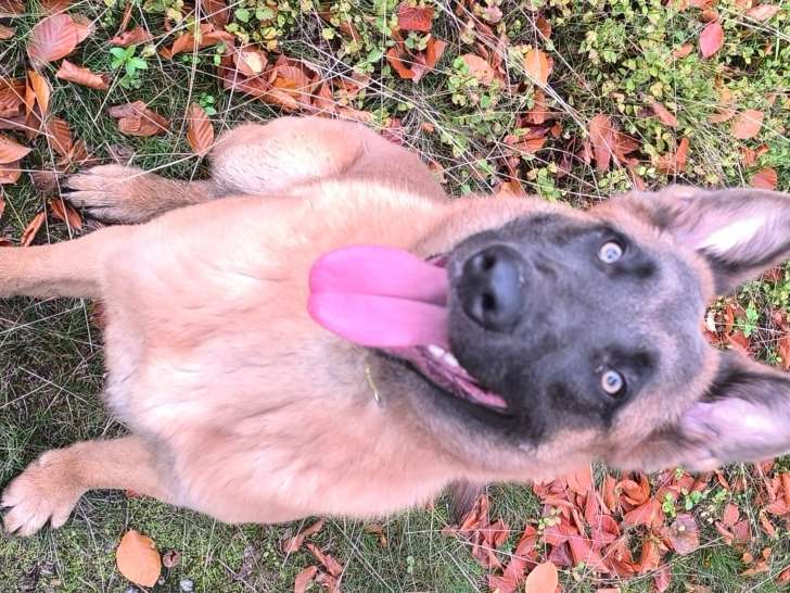 Jeune Berger Belge Malinois à vendre