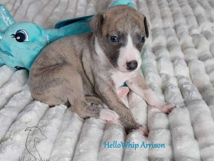 Chiots Whippet LOF à vendre