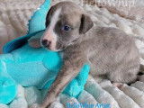 Chiots Whippet LOF à vendre
