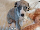 Chiots Whippet LOF à vendre