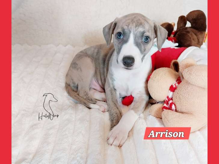 Chiots Whippet LOF à vendre