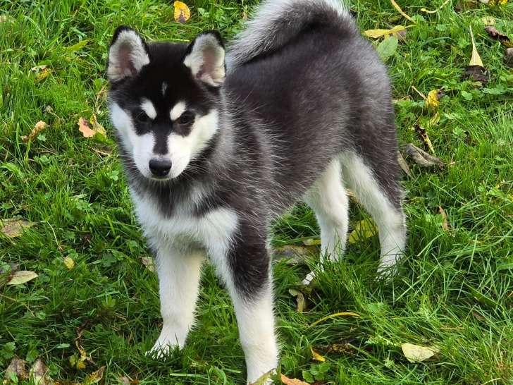 Sirius de La Légende d'Okamy