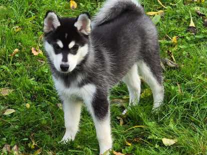 Sirius de La Légende d'Okamy