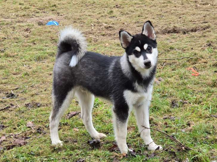 Chiot Pomsky F3 à vendre