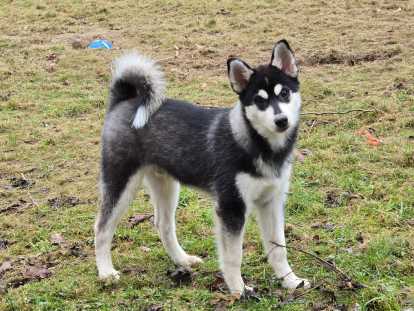 Chiot Pomsky F3 &agrave; vendre