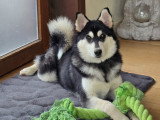 Chiot Pomsky F3 à vendre