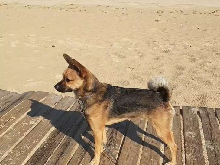 Berti, Spitz croisé American Staff à vendre