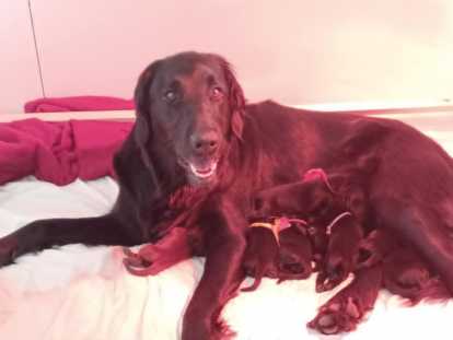 Chiots de race Retriever à Poil Plat à vendre (1 femelle & 4 mâles)