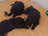 Chiots de race Retriever à Poil Plat à vendre (1 femelle & 4 mâles)