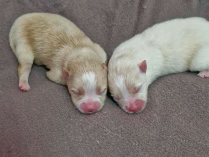 Chiots Spitz Nain à réserver
