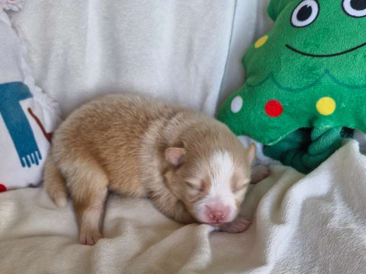 Chiots Spitz femelle à réserver