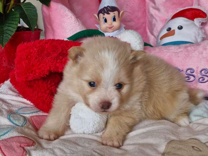 Chiots Spitz femelle à réserver