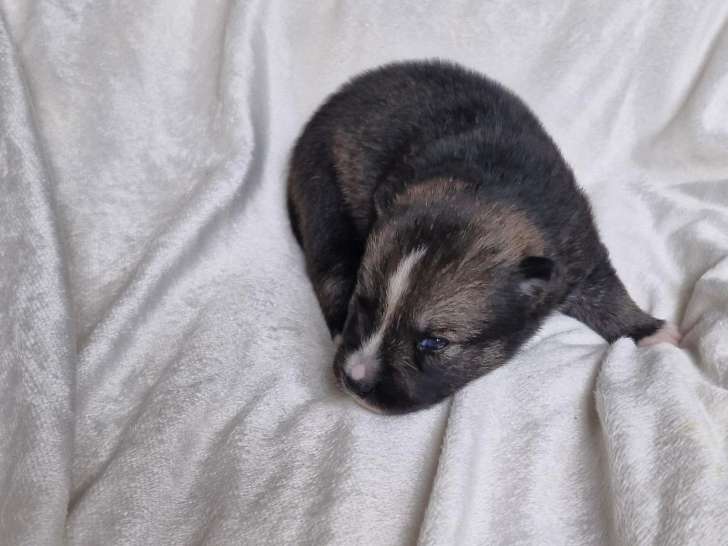 Chiots Pomsky à réserver