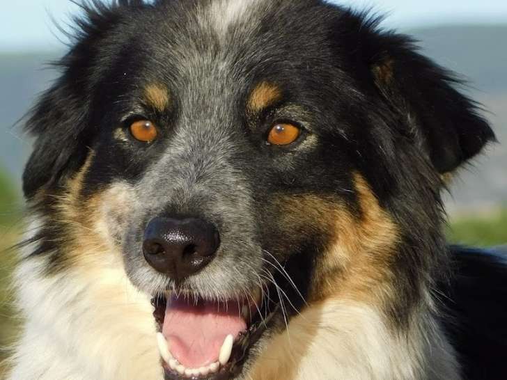 Manchas, charmant Border Collie à adopter en association