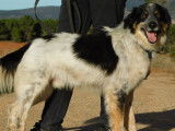 Manchas, charmant Border Collie à adopter en association