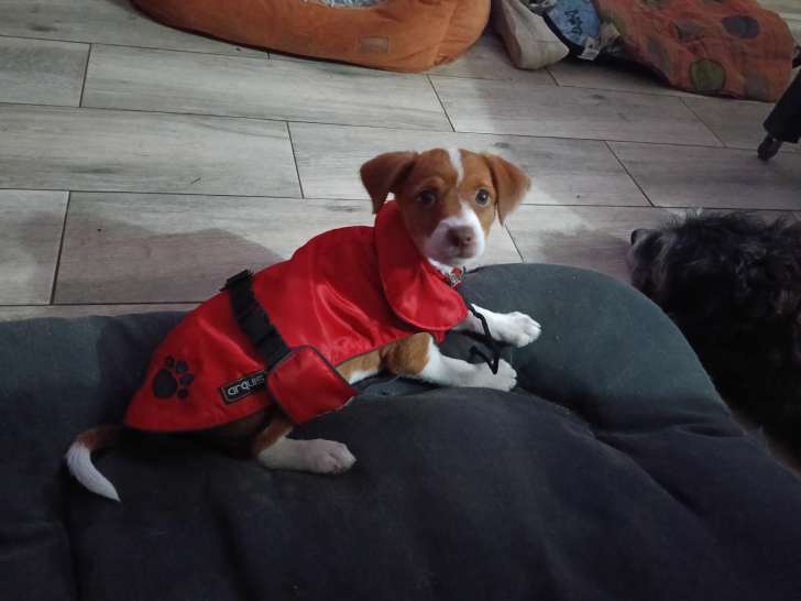 Leva, chiot femelle Podenco qui vous fera fondre à adopter en association