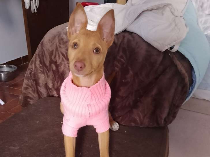 Susi, chiot femelle Pdenca à adopter en association