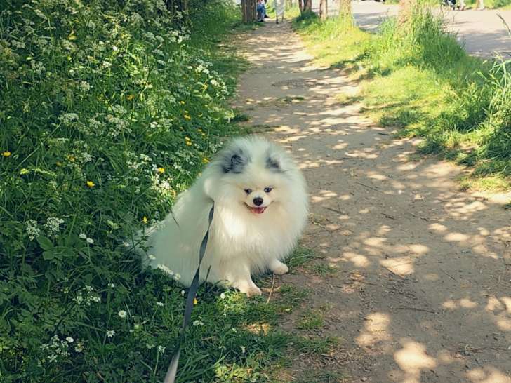 Mâle Loulou de Poméranie disponible pour saillie