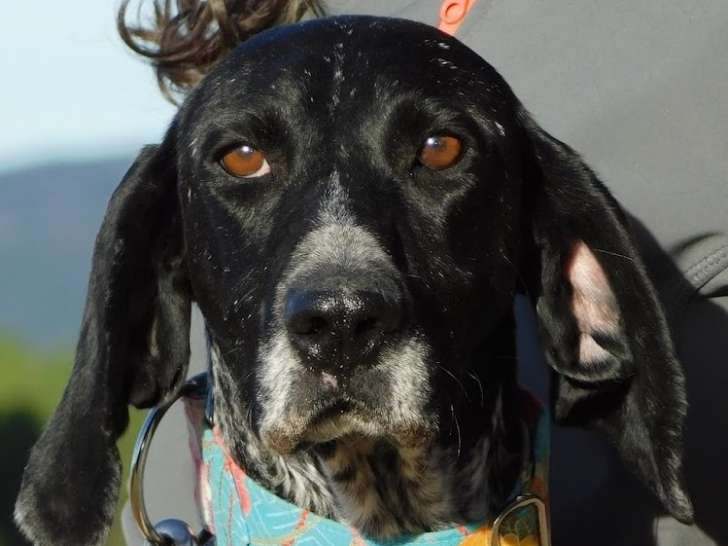 Talon, femelle Braque Allemand à poil court à adopter en association