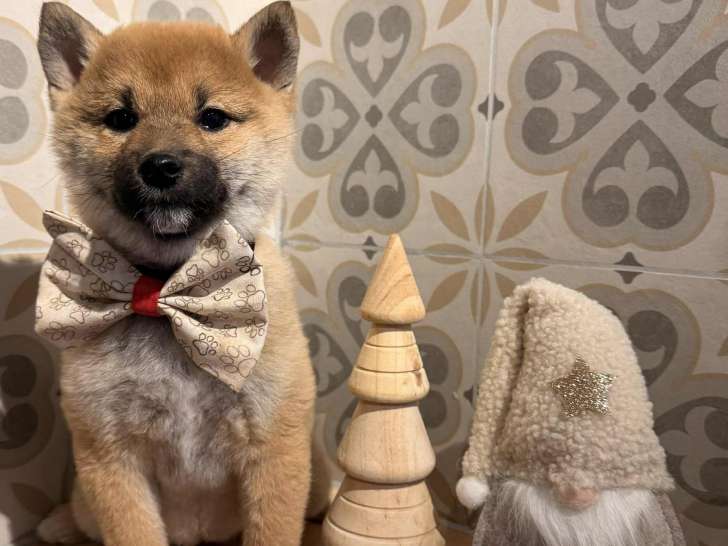 Chiots Shiba Inu à vendre