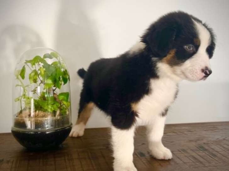 Chiots Berger Australien à vendre