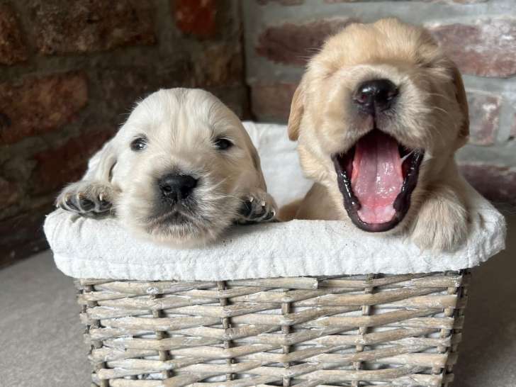 Chiots Golden Retriever à vendre