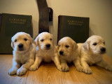 Chiots Golden Retriever à vendre