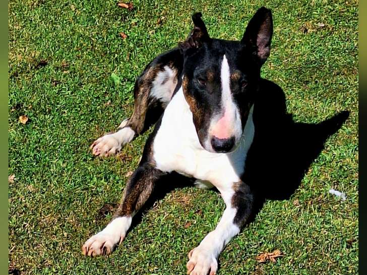 3 magnifiques chiots Bull Terrier Miniature à vendre