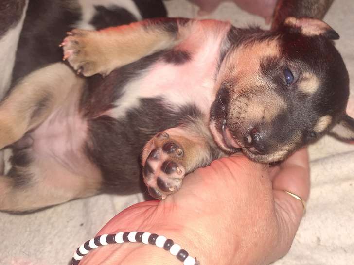 3 magnifiques chiots Bull Terrier Miniature LOF