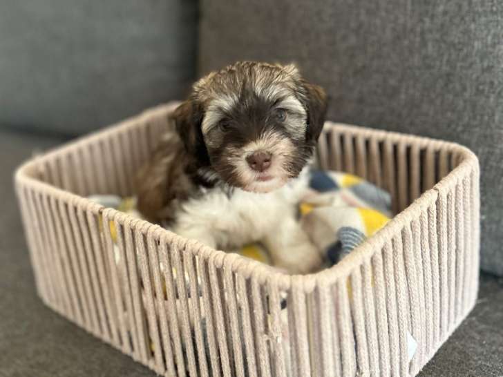 2 chiots femelles Bichon Havanais à vendre