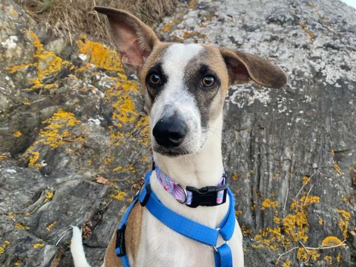 Alien, adorable lévrier à l'adoption en association