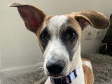 Alien, adorable lévrier à l'adoption en association