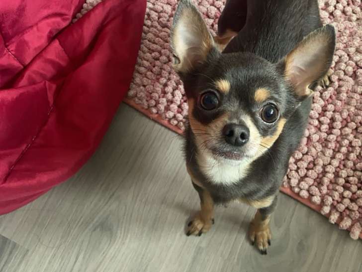 Mâle Chihuahua pour saillie