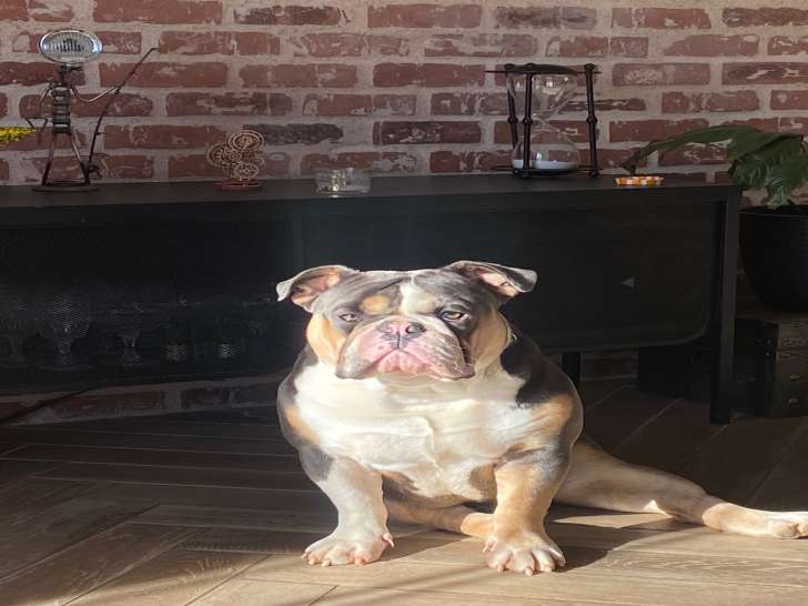 Obby, mâle English Bulldog de 3 ans disponible pour saillie
