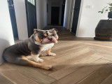 Obby, mâle English Bulldog de 3 ans disponible pour saillie
