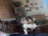 Obby, mâle English Bulldog de 3 ans disponible pour saillie