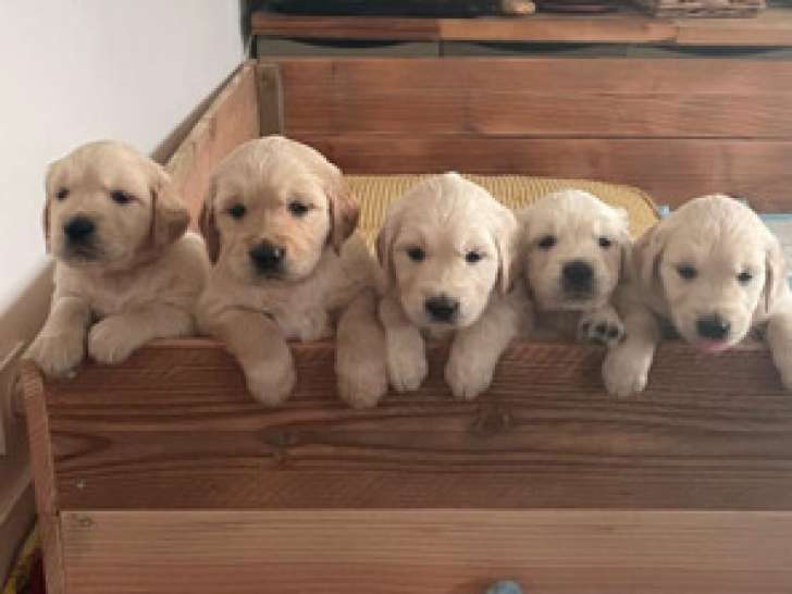 Chiots Golden Retriever à vendre