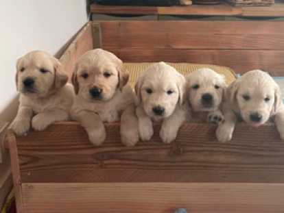 Chiots Golden Retriever à vendre