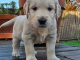 Chiots Golden Retriever à vendre