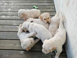 Chiots Golden Retriever à vendre
