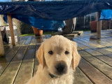 Chiots Golden Retriever à vendre