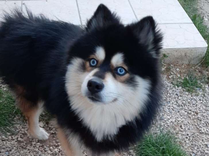 Mâle Pomsky F3 disponible pour saillie