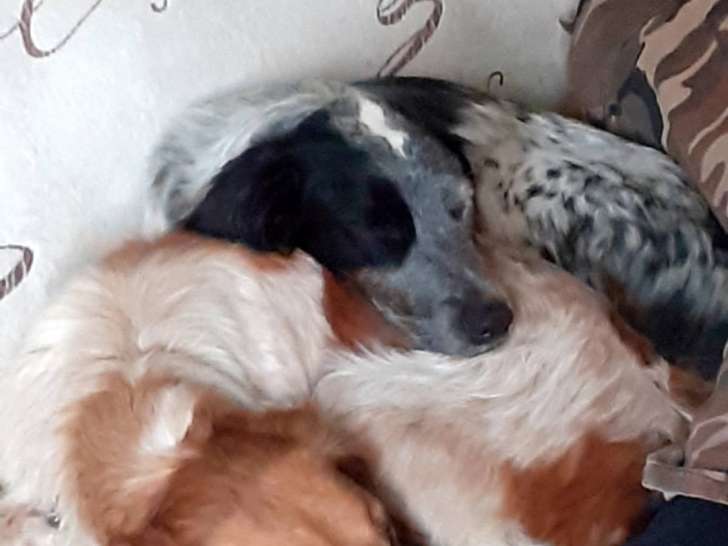 3 chiens femelles Épagneul Breton adultes à donner